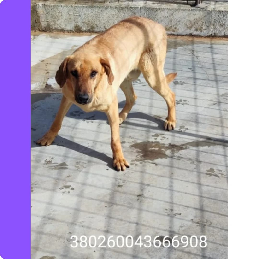 Franco, male puppy Mixed Breed for adoption at Canile Rifugio Oasi