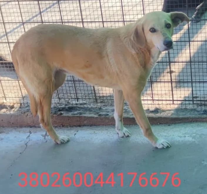 Gaia, male puppy Mixed Breed for adoption at Canile Rifugio Oasi