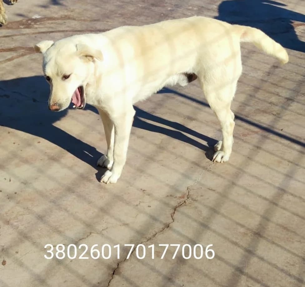 Igor, male puppy Mixed Breed for adoption at Canile Rifugio Oasi