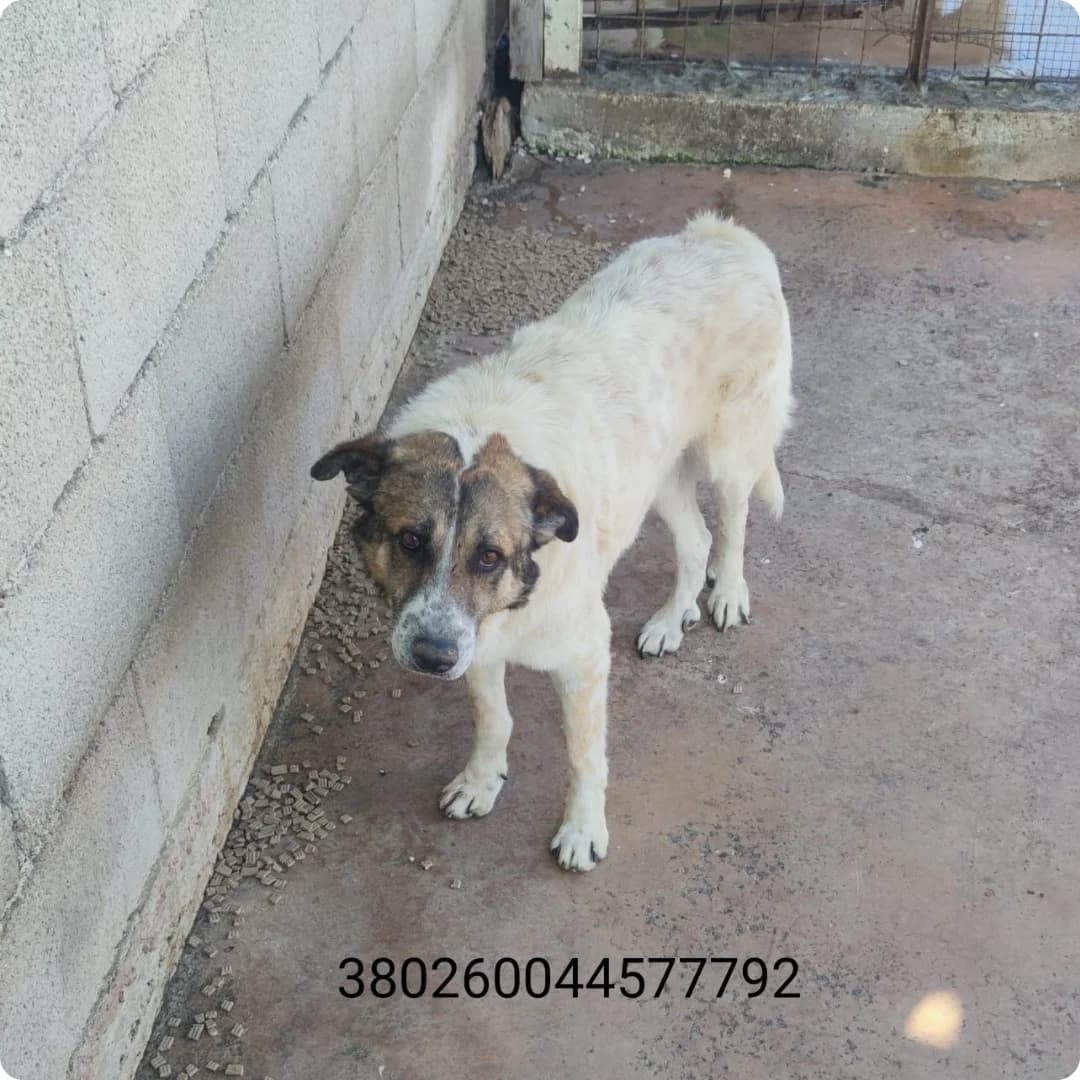 Igor, male puppy Mixed Breed for adoption at Canile Rifugio Oasi