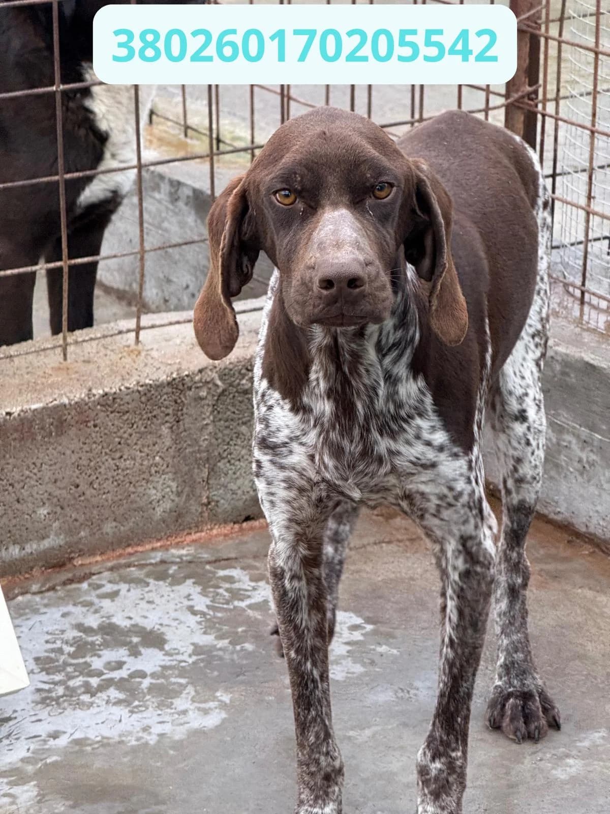 IGOR, male puppy Mixed Breed for adoption at Canile Rifugio Oasi