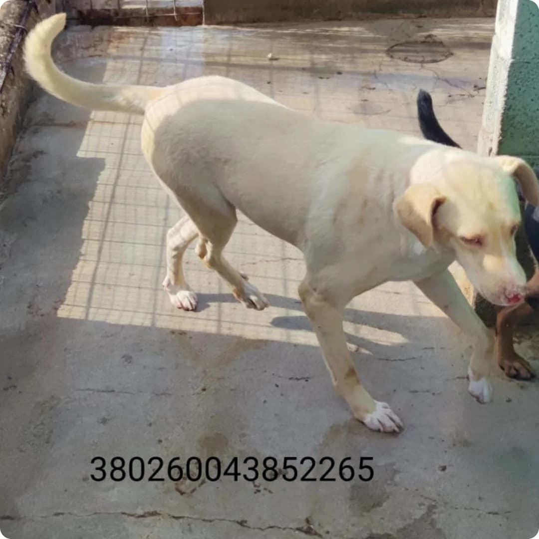 Jerez, male puppy Mixed Breed for adoption at Canile Rifugio Oasi