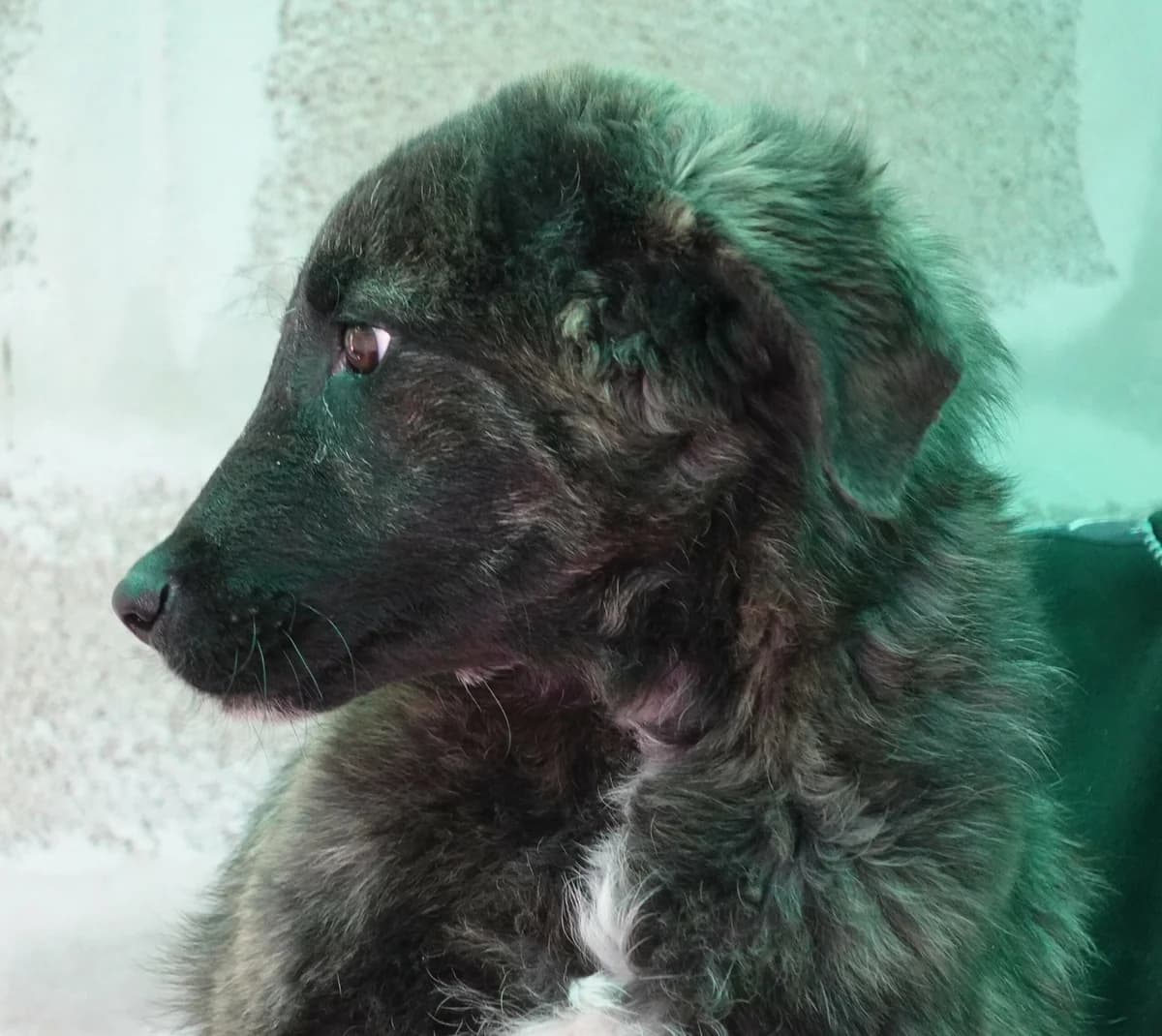 Bart, male puppy Mixed Breed for adoption at Canile Rifugio Oasi