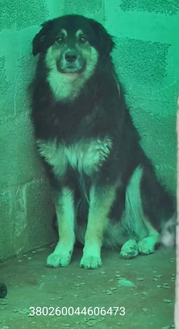 King, male puppy Mixed Breed for adoption at Canile Rifugio Oasi