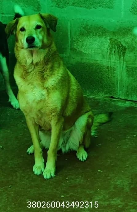 Lady, male puppy Mixed Breed for adoption at Canile Rifugio Oasi