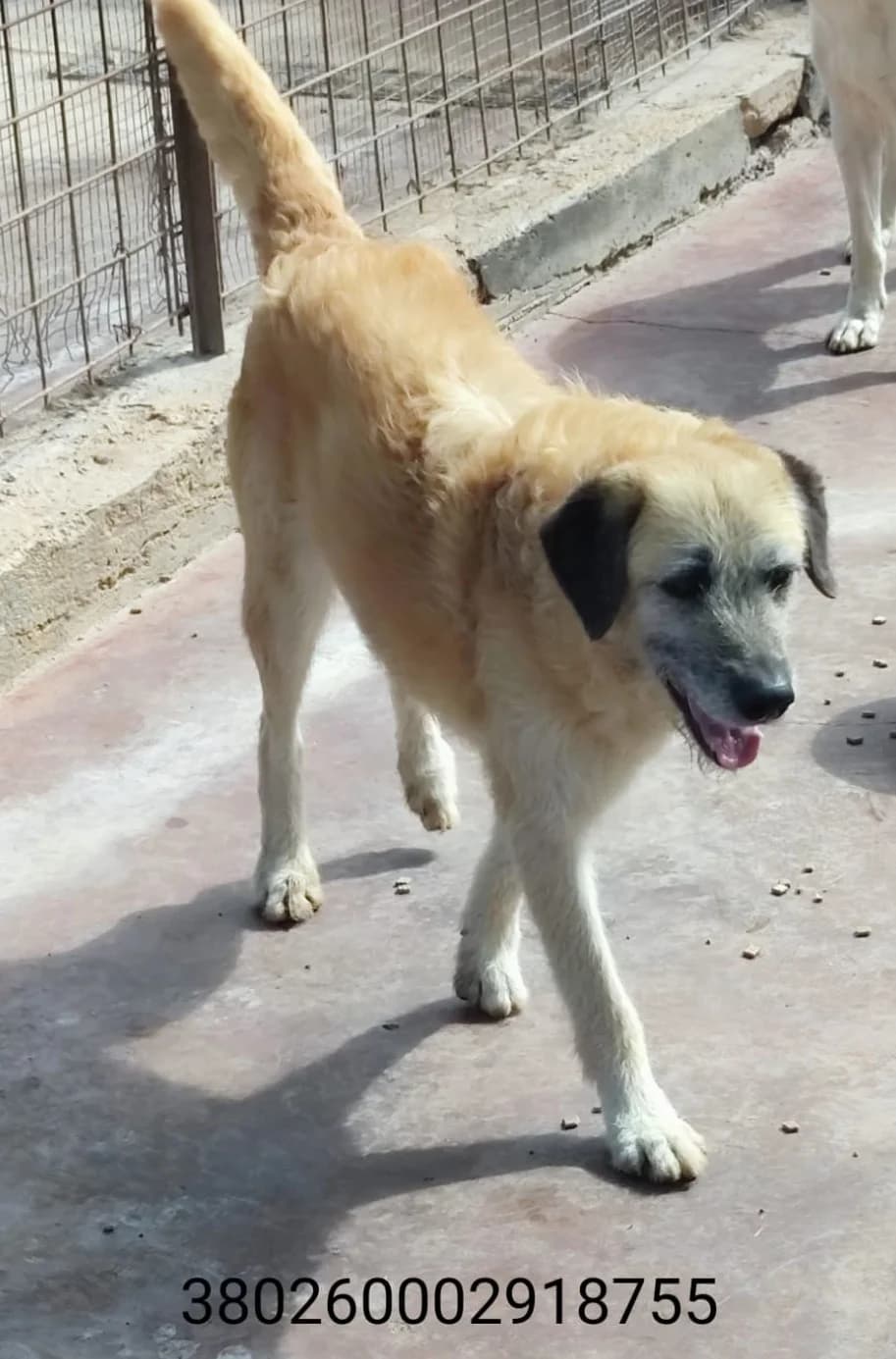 Laika, male puppy Mixed Breed for adoption at Canile Rifugio Oasi