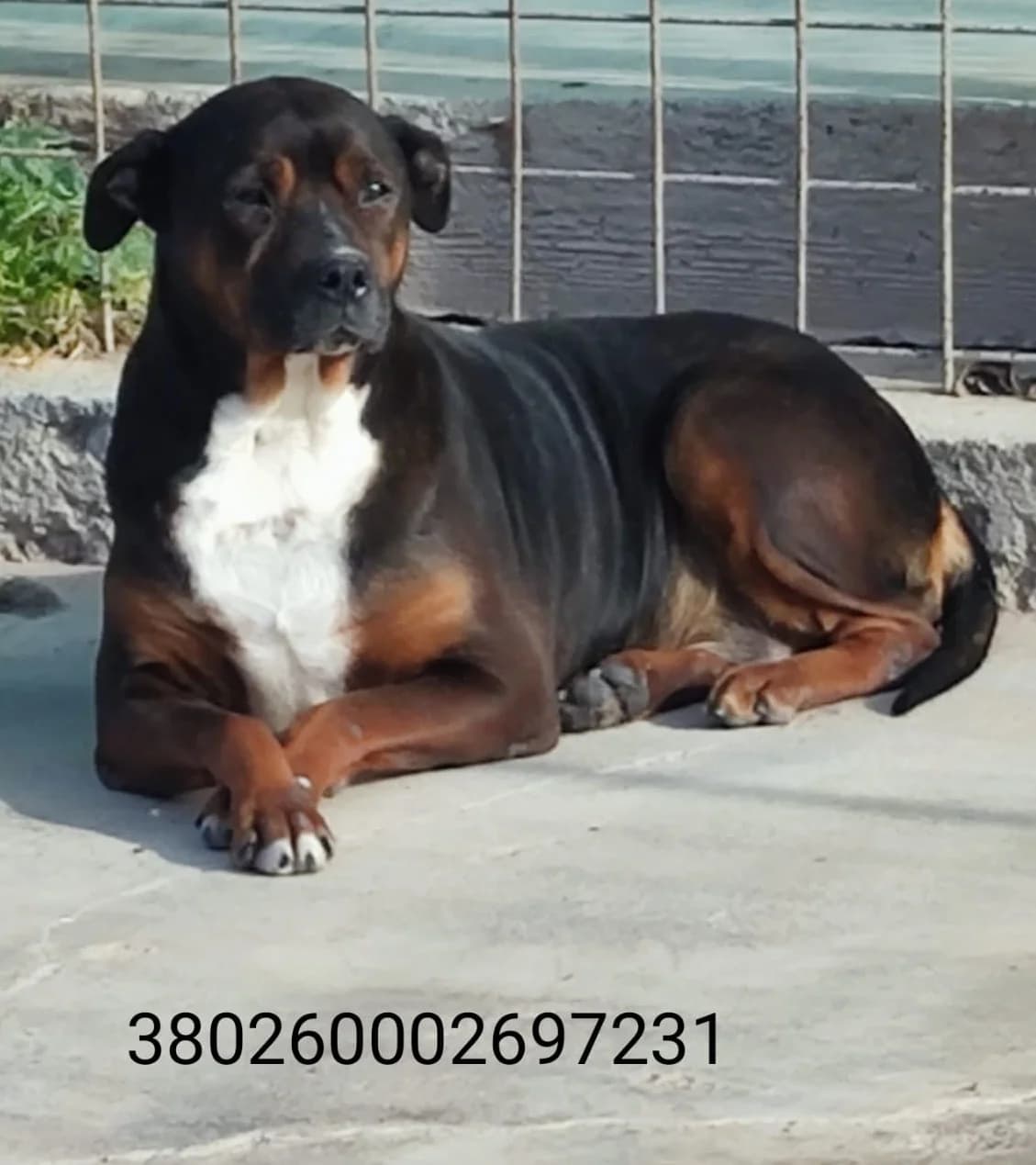 Lara, male puppy Mixed Breed for adoption at Canile Rifugio Oasi
