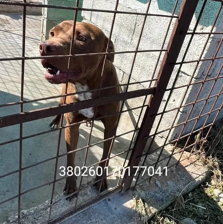 Leo, male puppy Mixed Breed for adoption at Canile Rifugio Oasi