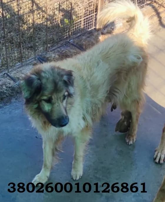Lea, male puppy Mixed Breed for adoption at Canile Rifugio Oasi
