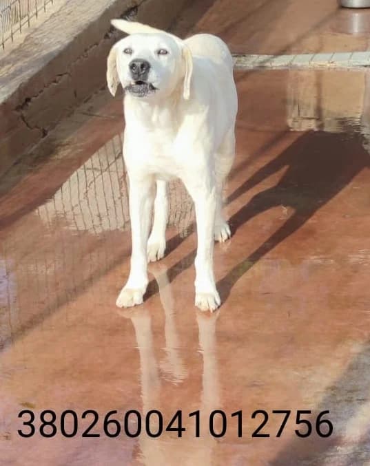 Lillo, male puppy Mixed Breed for adoption at Canile Rifugio Oasi