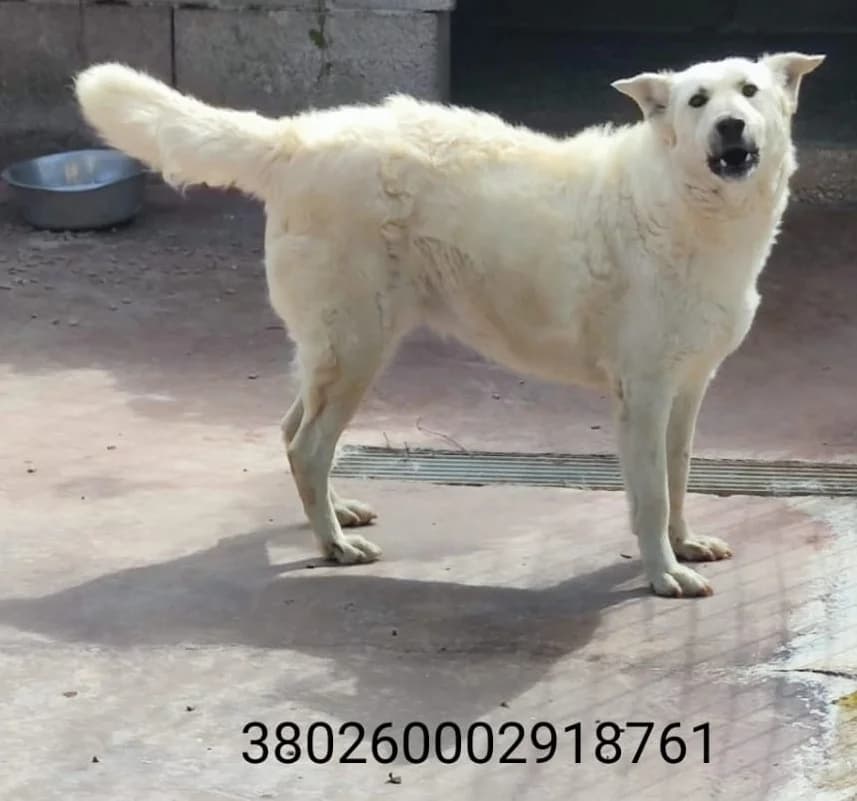 Lola, male puppy Mixed Breed for adoption at Canile Rifugio Oasi