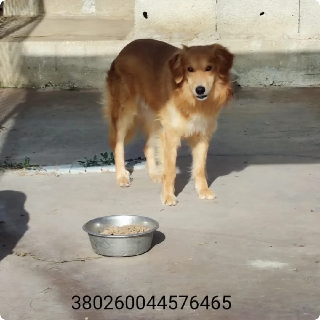 Luigi, male puppy Mixed Breed for adoption at Canile Rifugio Oasi