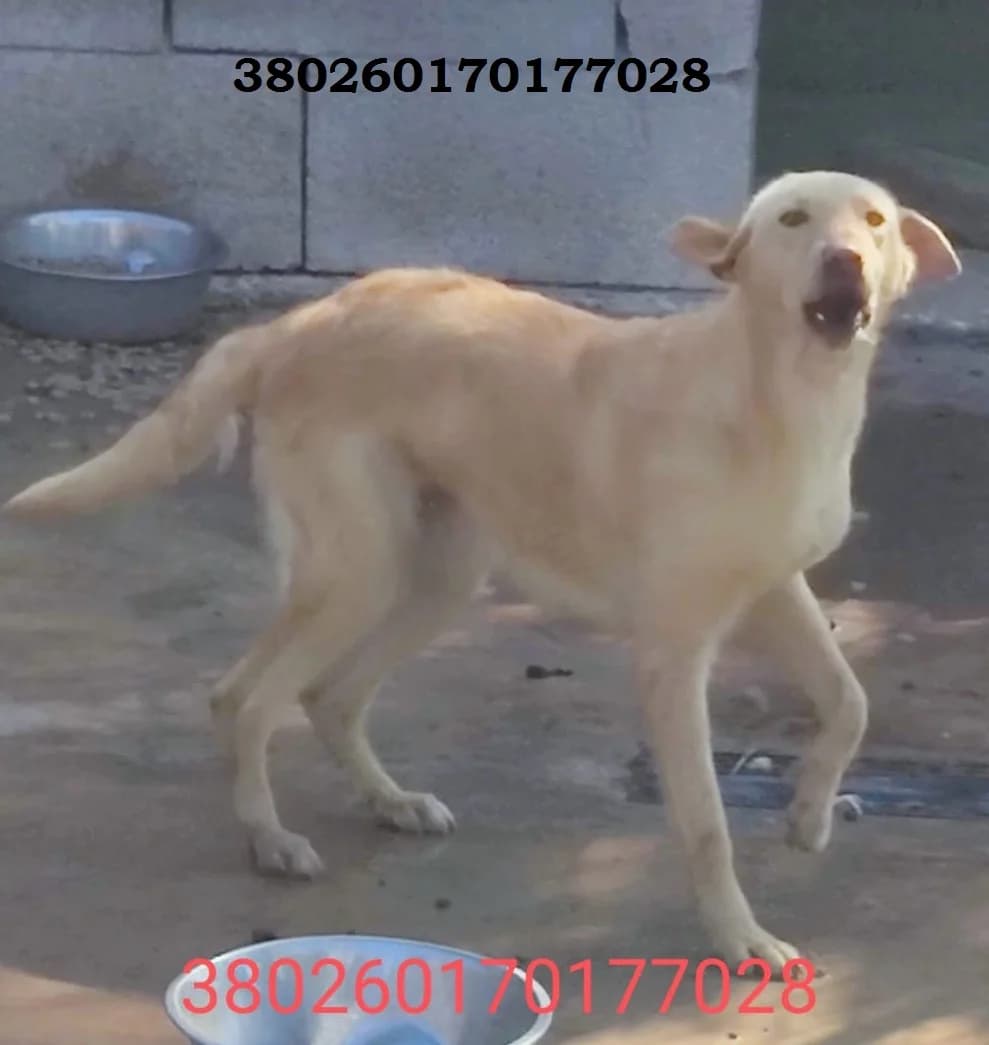 Luna, male puppy Mixed Breed for adoption at Canile Rifugio Oasi