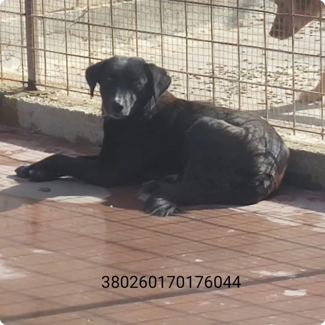 Marina, male puppy Mixed Breed for adoption at Canile Rifugio Oasi
