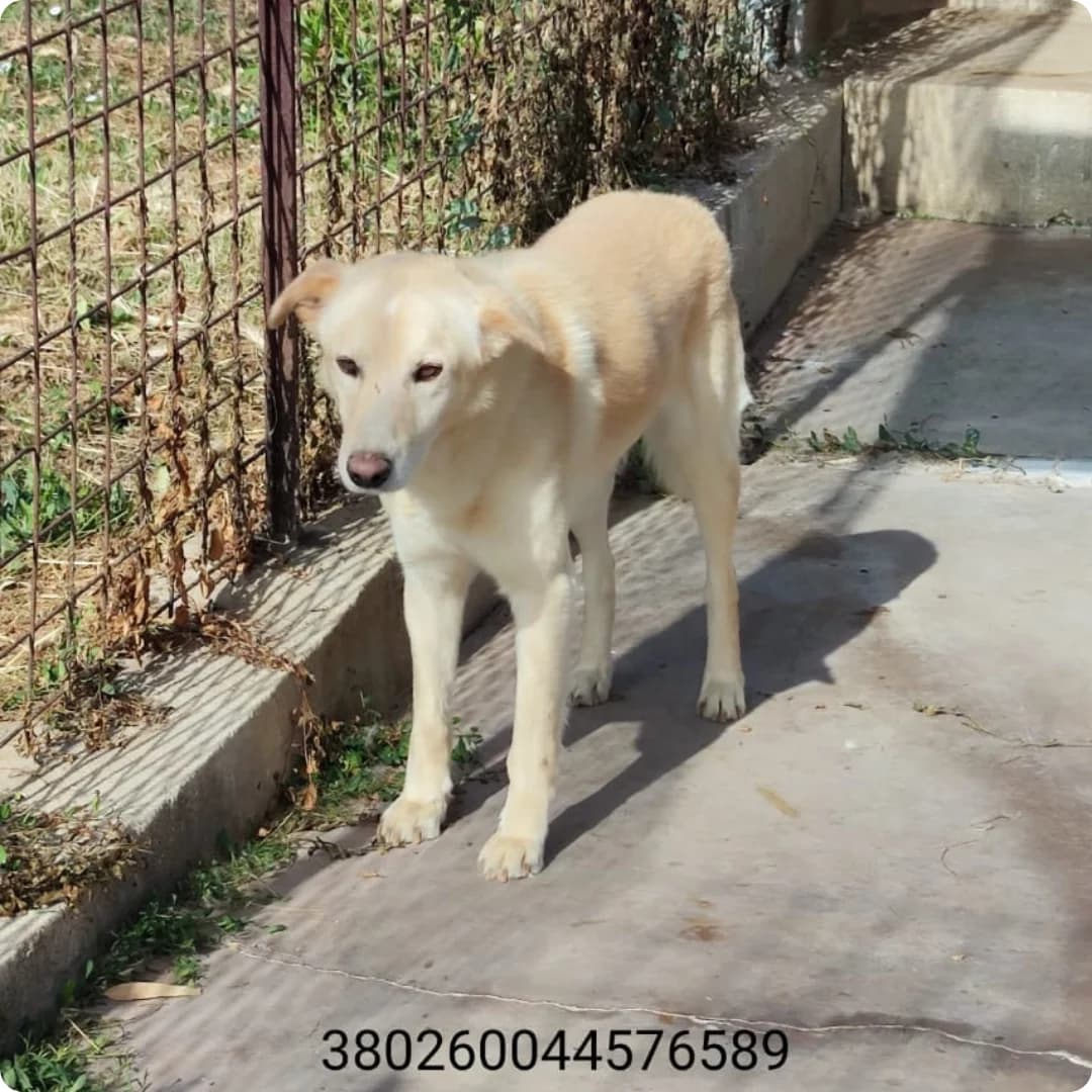 Mario, male puppy Mixed Breed for adoption at Canile Rifugio Oasi
