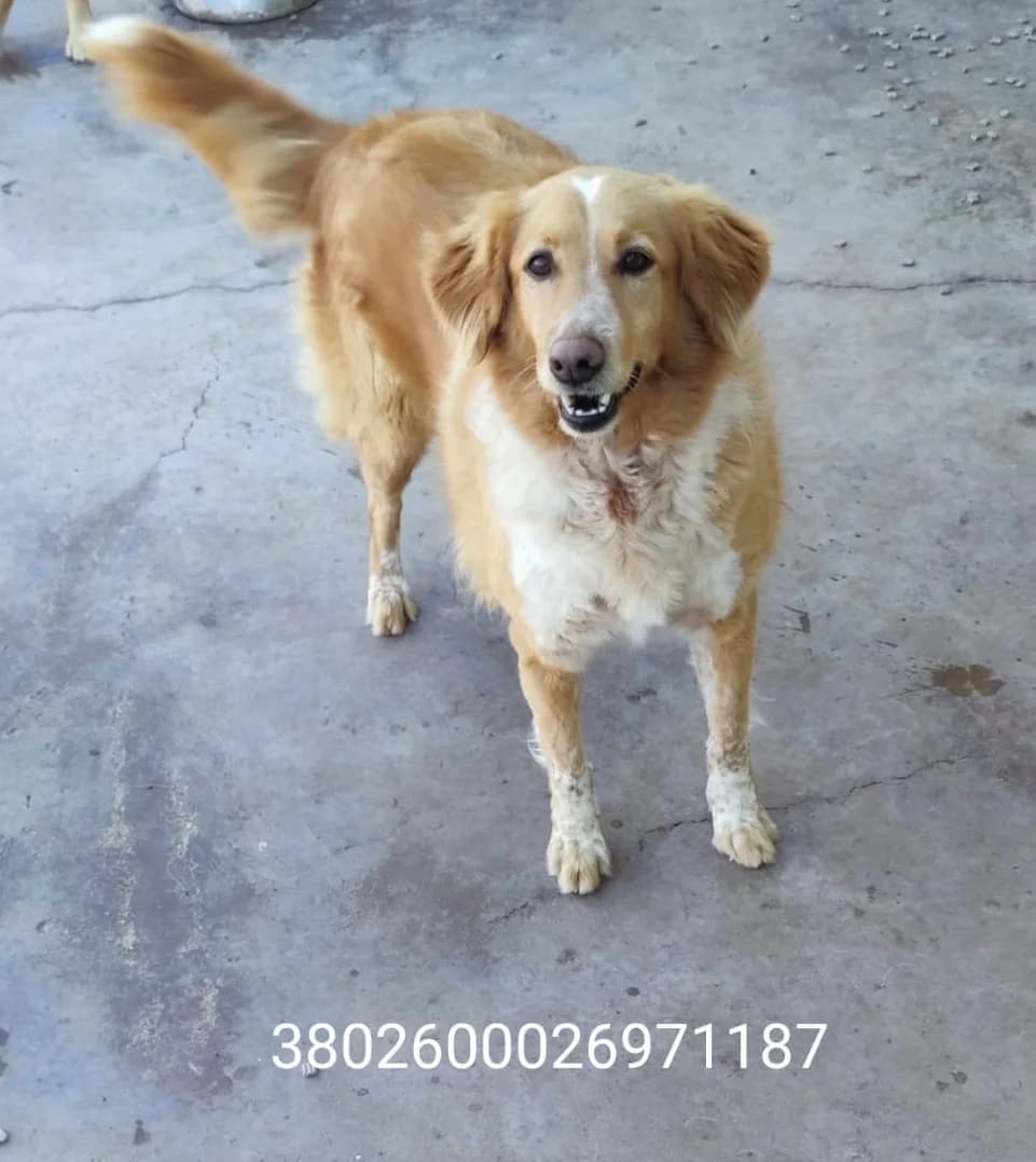 Marta, male puppy Mixed Breed for adoption at Canile Rifugio Oasi