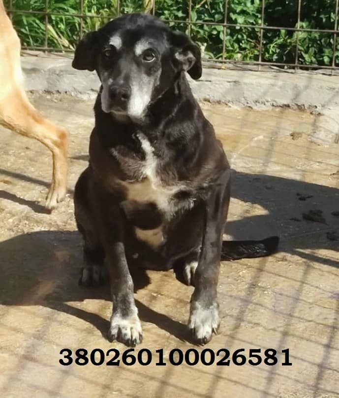 Mary, male puppy Mixed Breed for adoption at Canile Rifugio Oasi
