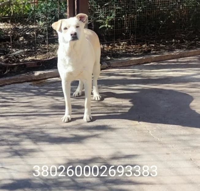 Max, male puppy Mixed Breed for adoption at Canile Rifugio Oasi