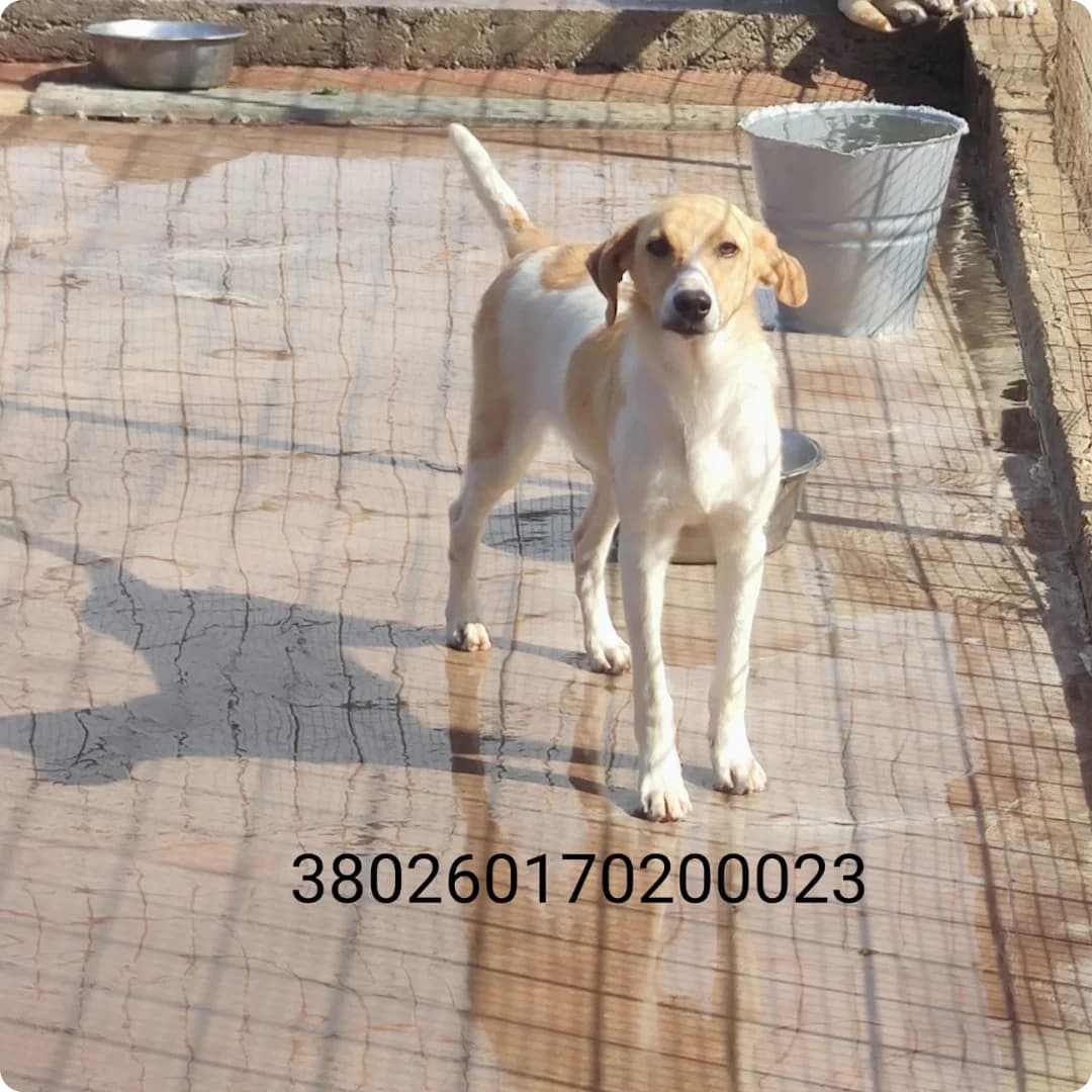 Milka, male puppy Mixed Breed for adoption at Canile Rifugio Oasi