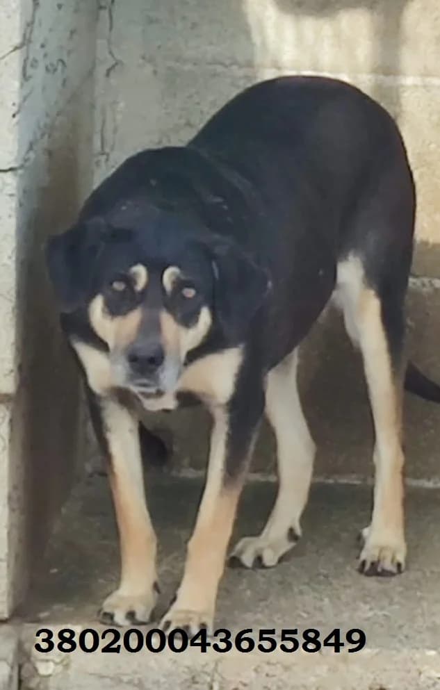 Molda, male puppy Mixed Breed for adoption at Canile Rifugio Oasi