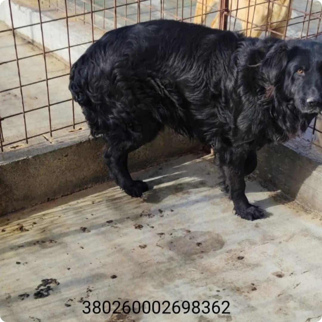 Nerone, male puppy Mixed Breed for adoption at Canile Rifugio Oasi