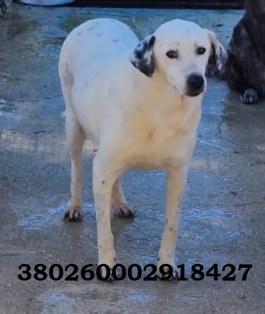 Neve, male puppy Mixed Breed for adoption at Canile Rifugio Oasi