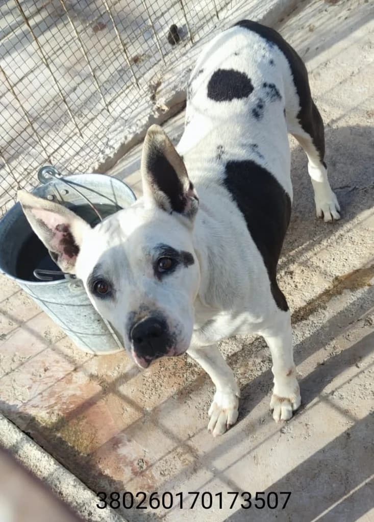 Nora, male puppy Mixed Breed for adoption at Canile Rifugio Oasi