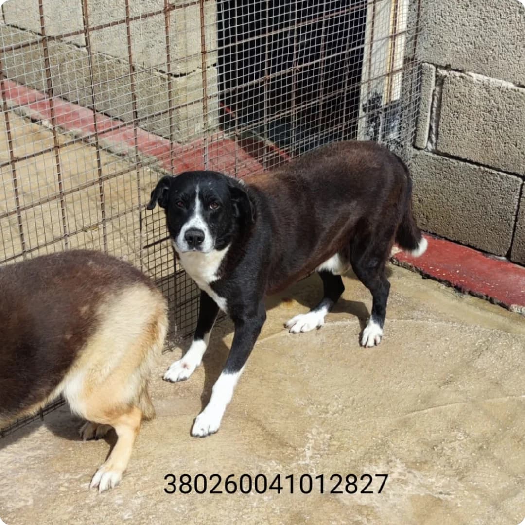 Notte, male puppy Mixed Breed for adoption at Canile Rifugio Oasi