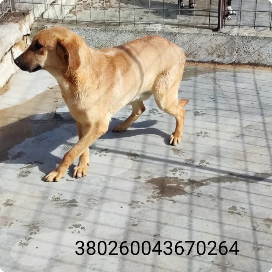 Oro, male puppy Mixed Breed for adoption at Canile Rifugio Oasi