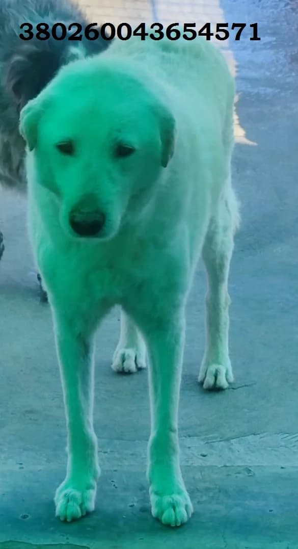 Orso, male puppy Mixed Breed for adoption at Canile Rifugio Oasi