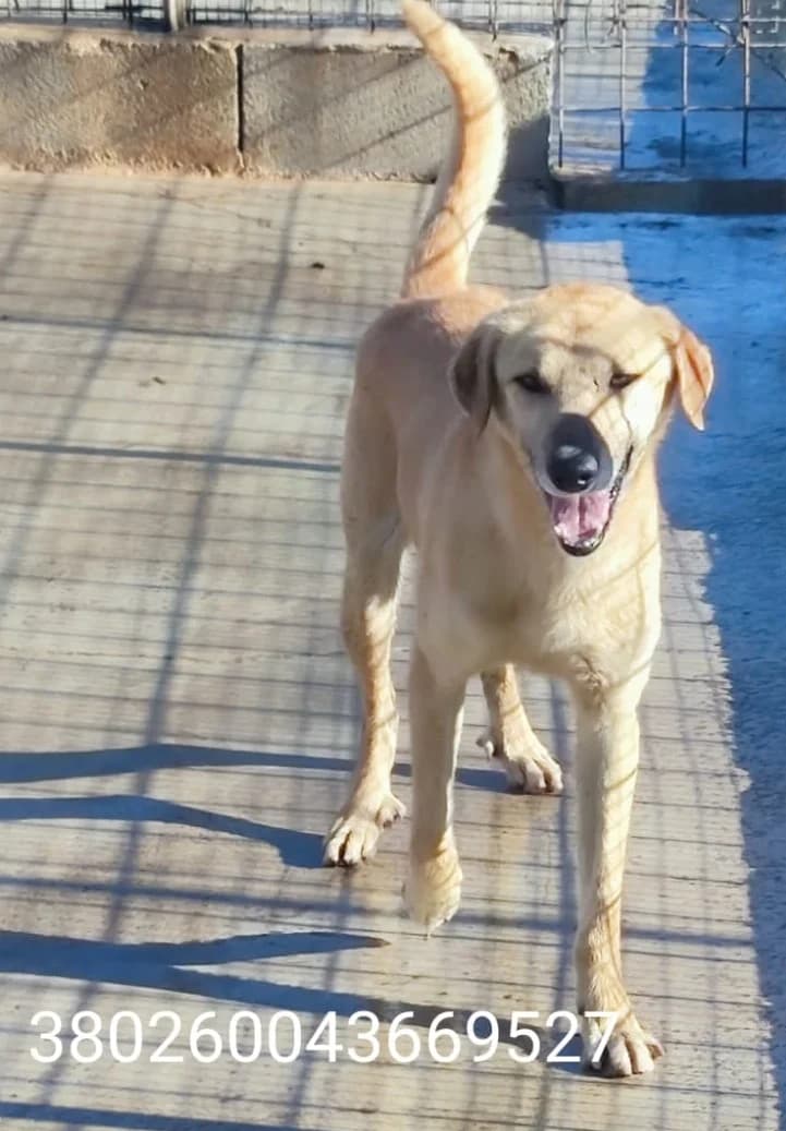 Oscar, male puppy Mixed Breed for adoption at Canile Rifugio Oasi