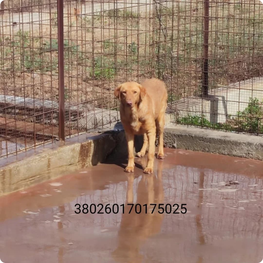 Oto, male puppy Mixed Breed for adoption at Canile Rifugio Oasi