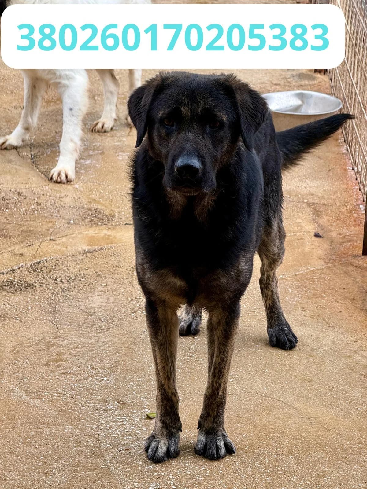Pablo, male puppy Mixed Breed for adoption at Canile Rifugio Oasi
