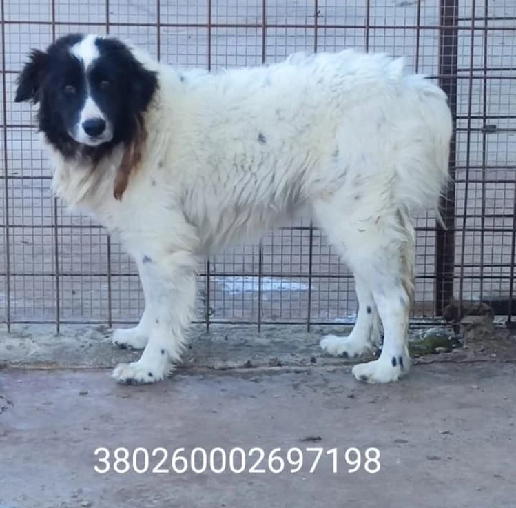 Panda, male puppy Mixed Breed for adoption at Canile Rifugio Oasi