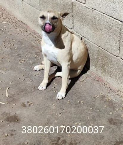 Peg, male puppy Mixed Breed for adoption at Canile Rifugio Oasi