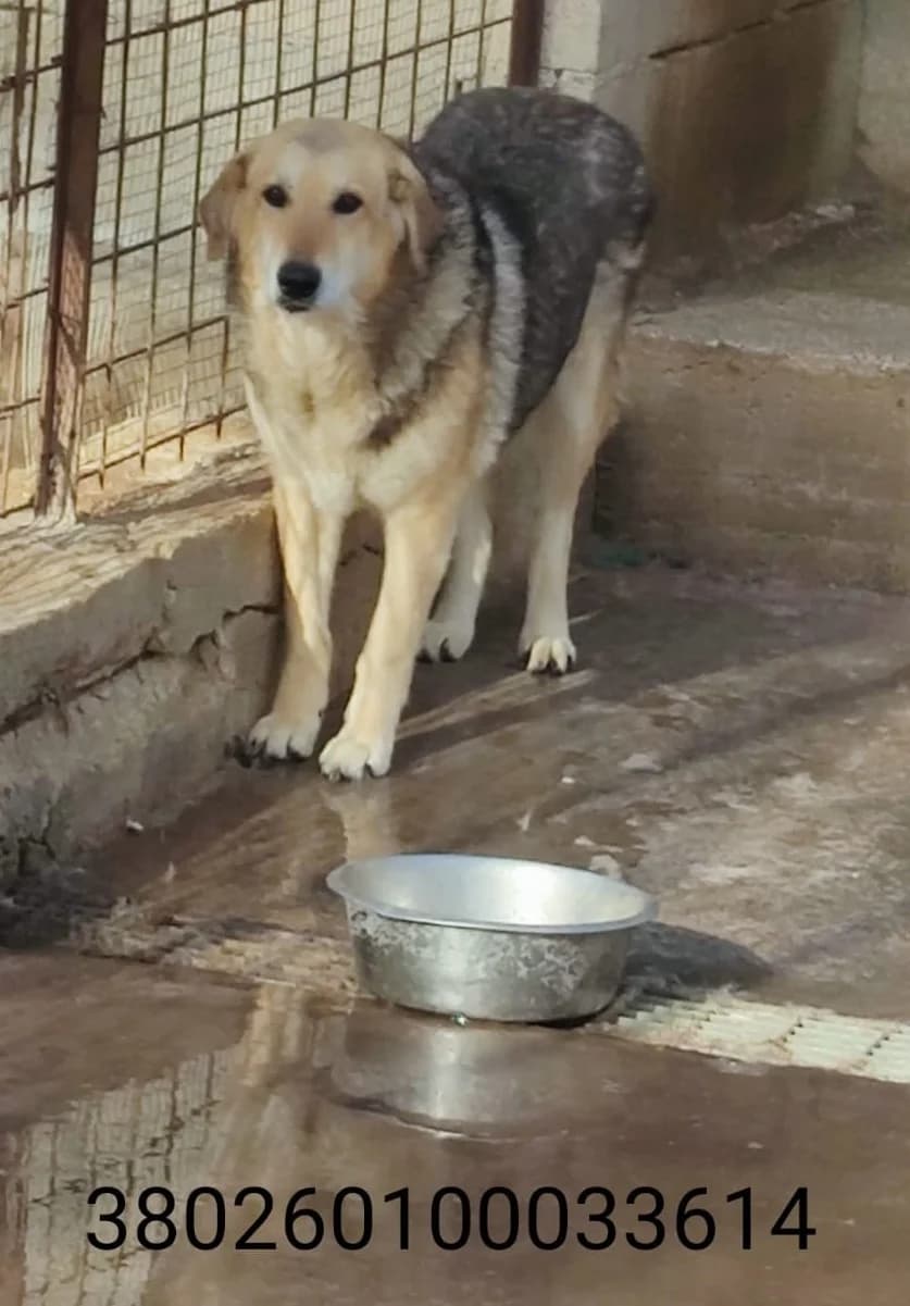 Pepe, male puppy Mixed Breed for adoption at Canile Rifugio Oasi