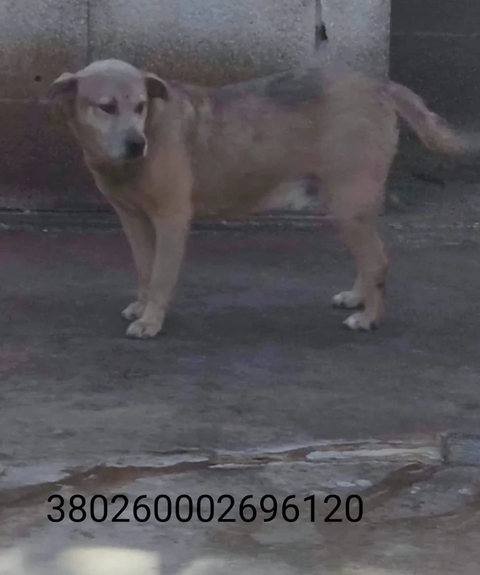Pippo, male puppy Mixed Breed for adoption at Canile Rifugio Oasi