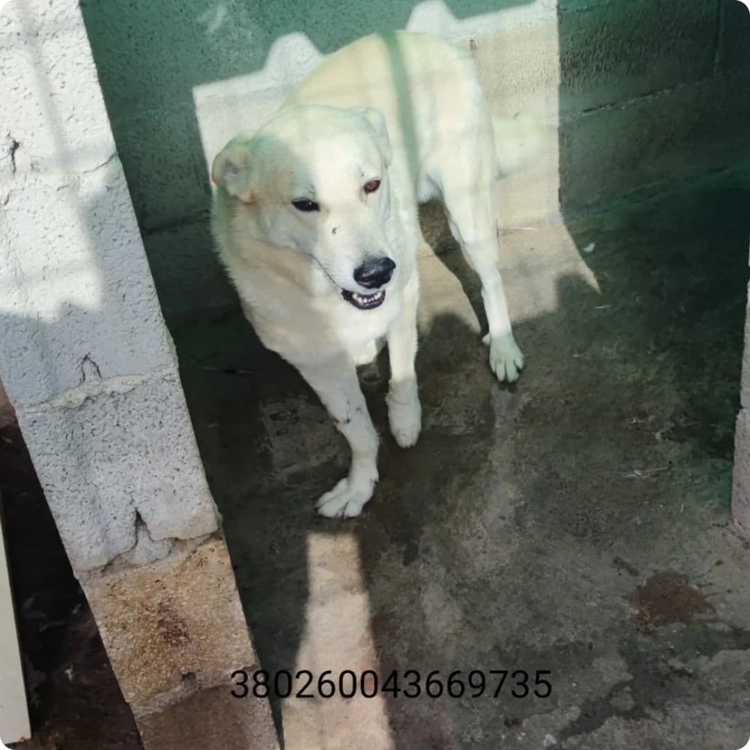 Pulica, male puppy Mixed Breed for adoption at Canile Rifugio Oasi