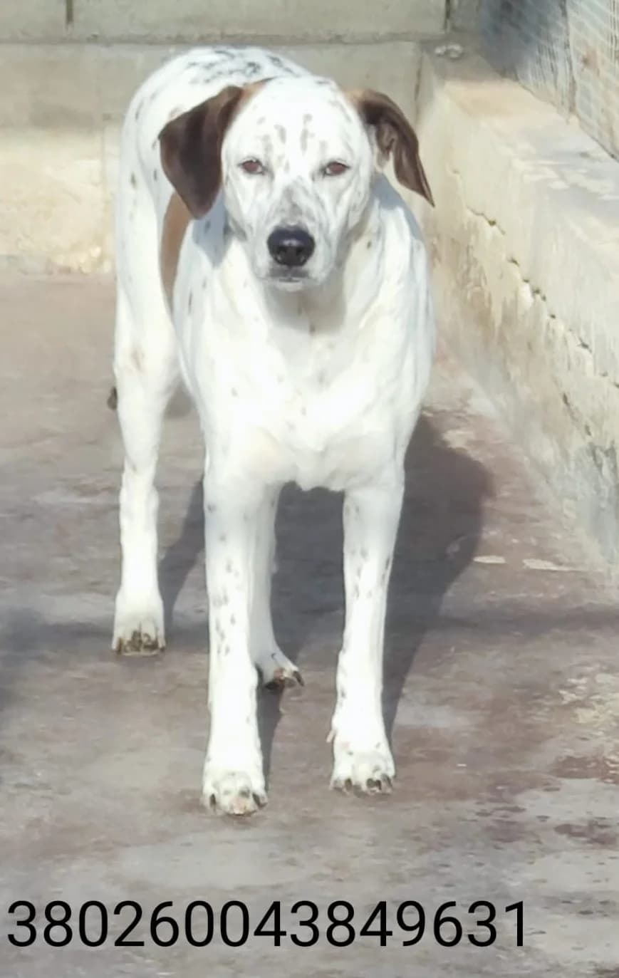 Queen, male puppy Mixed Breed for adoption at Canile Rifugio Oasi