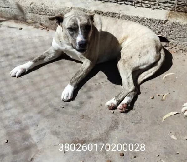 Rita, male puppy Mixed Breed for adoption at Canile Rifugio Oasi