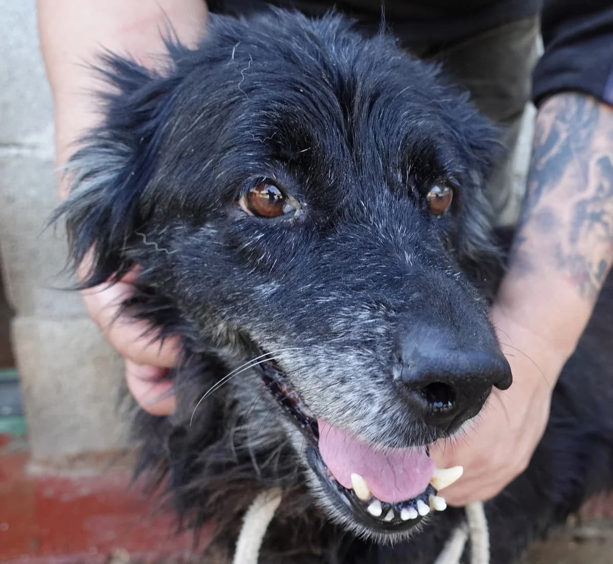Roger, male puppy Mixed Breed for adoption at Canile Rifugio Oasi