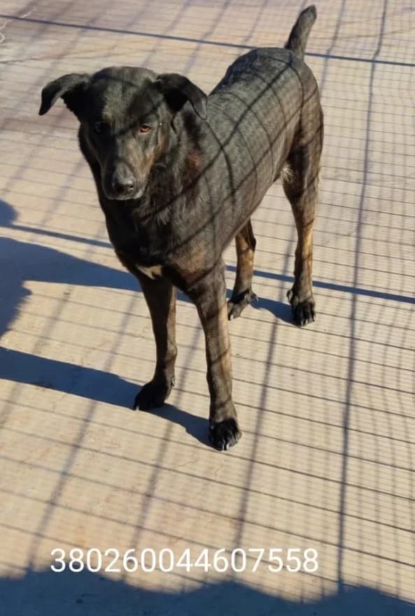 Ron, male puppy Mixed Breed for adoption at Canile Rifugio Oasi