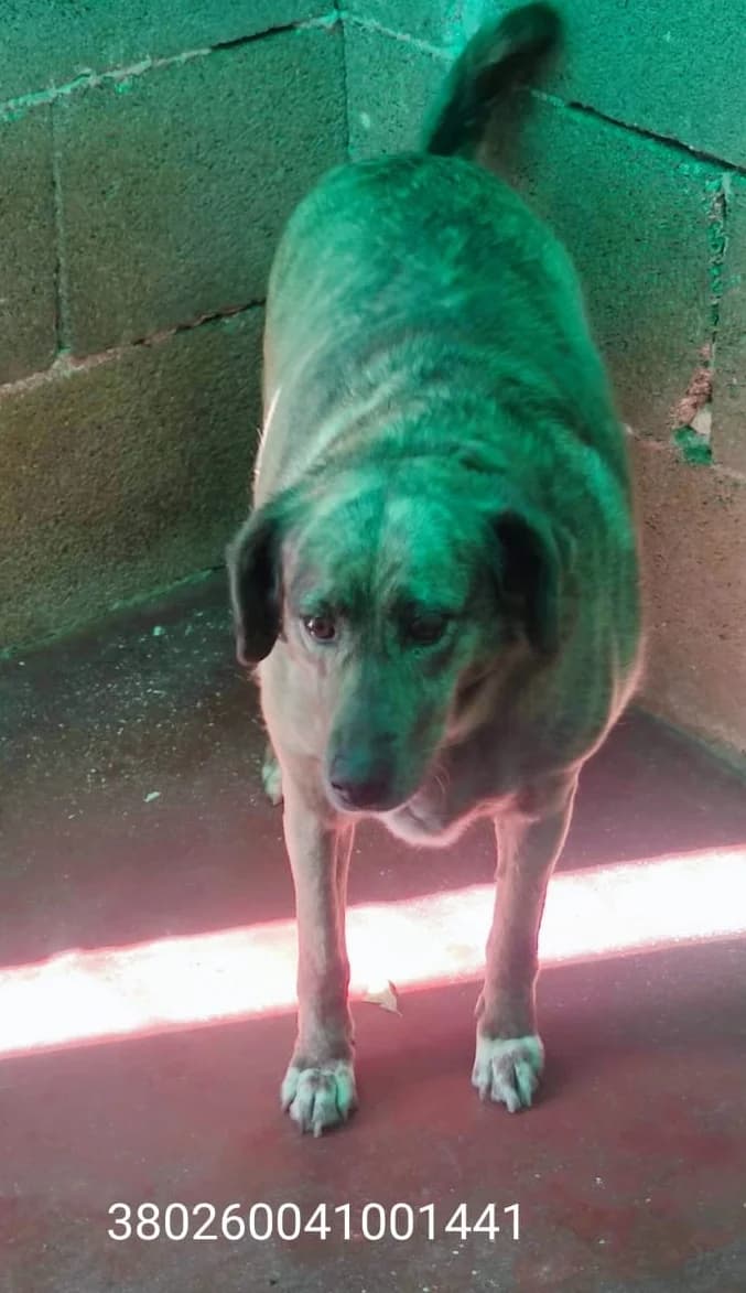 Sasha, male puppy Mixed Breed for adoption at Canile Rifugio Oasi
