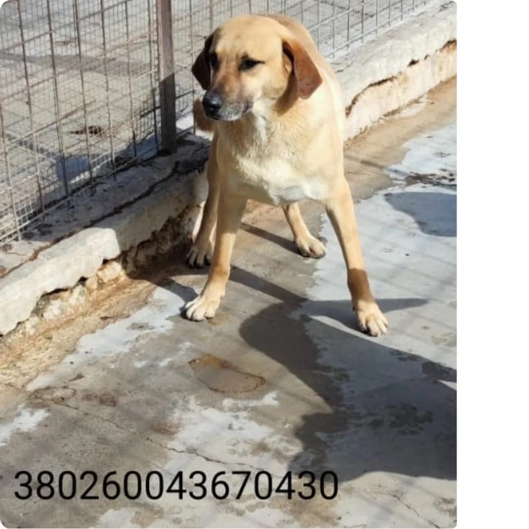 Silver, male puppy Mixed Breed for adoption at Canile Rifugio Oasi