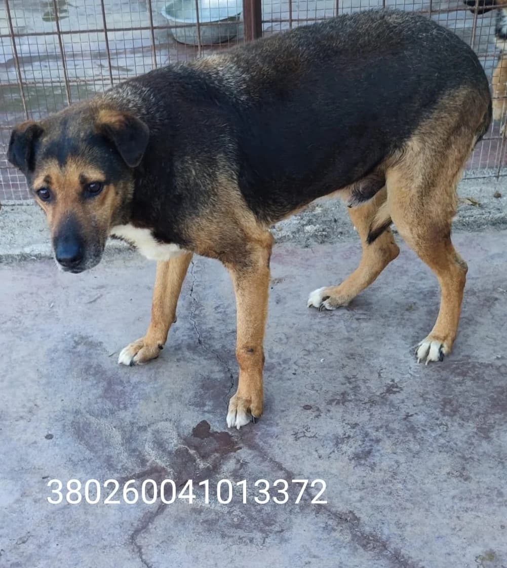 Smart, male puppy Mixed Breed for adoption at Canile Rifugio Oasi
