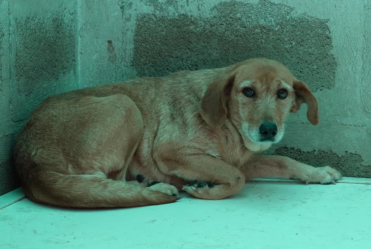 Sole, female puppy Mixed Breed for adoption at Canile Rifugio Oasi