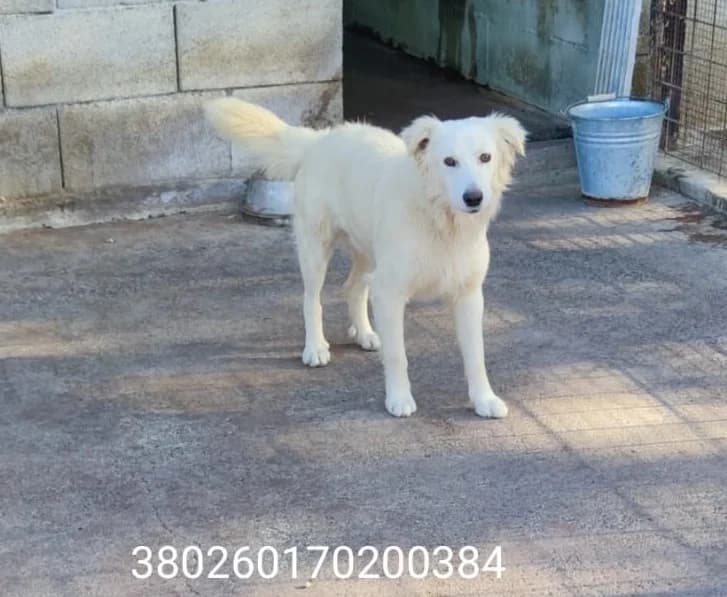 Spank, male puppy Mixed Breed for adoption at Canile Rifugio Oasi