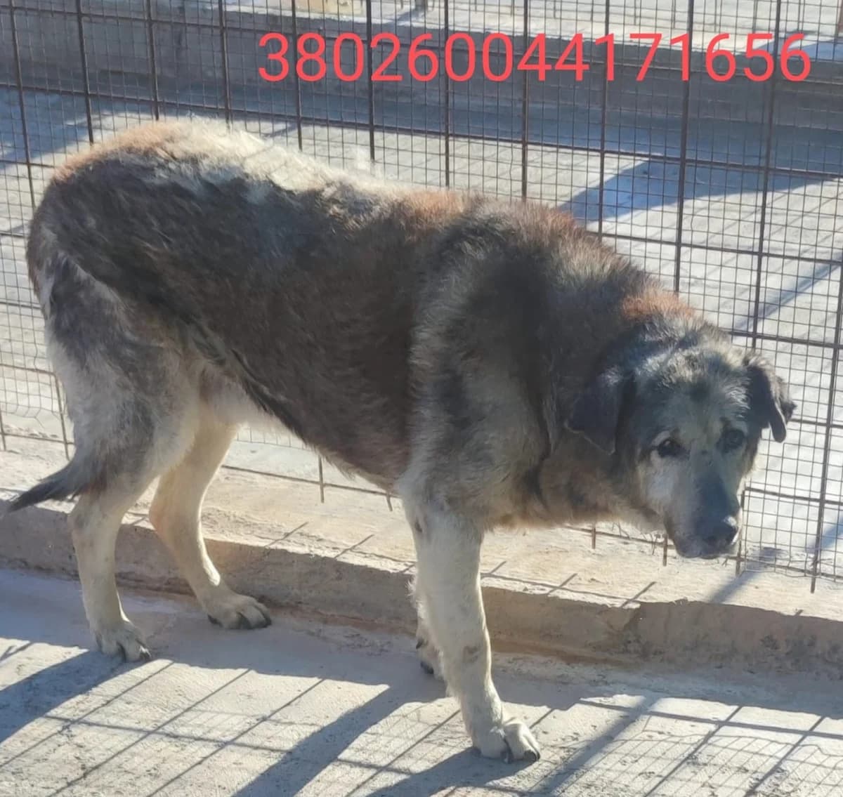 Spark, male puppy Mixed Breed for adoption at Canile Rifugio Oasi