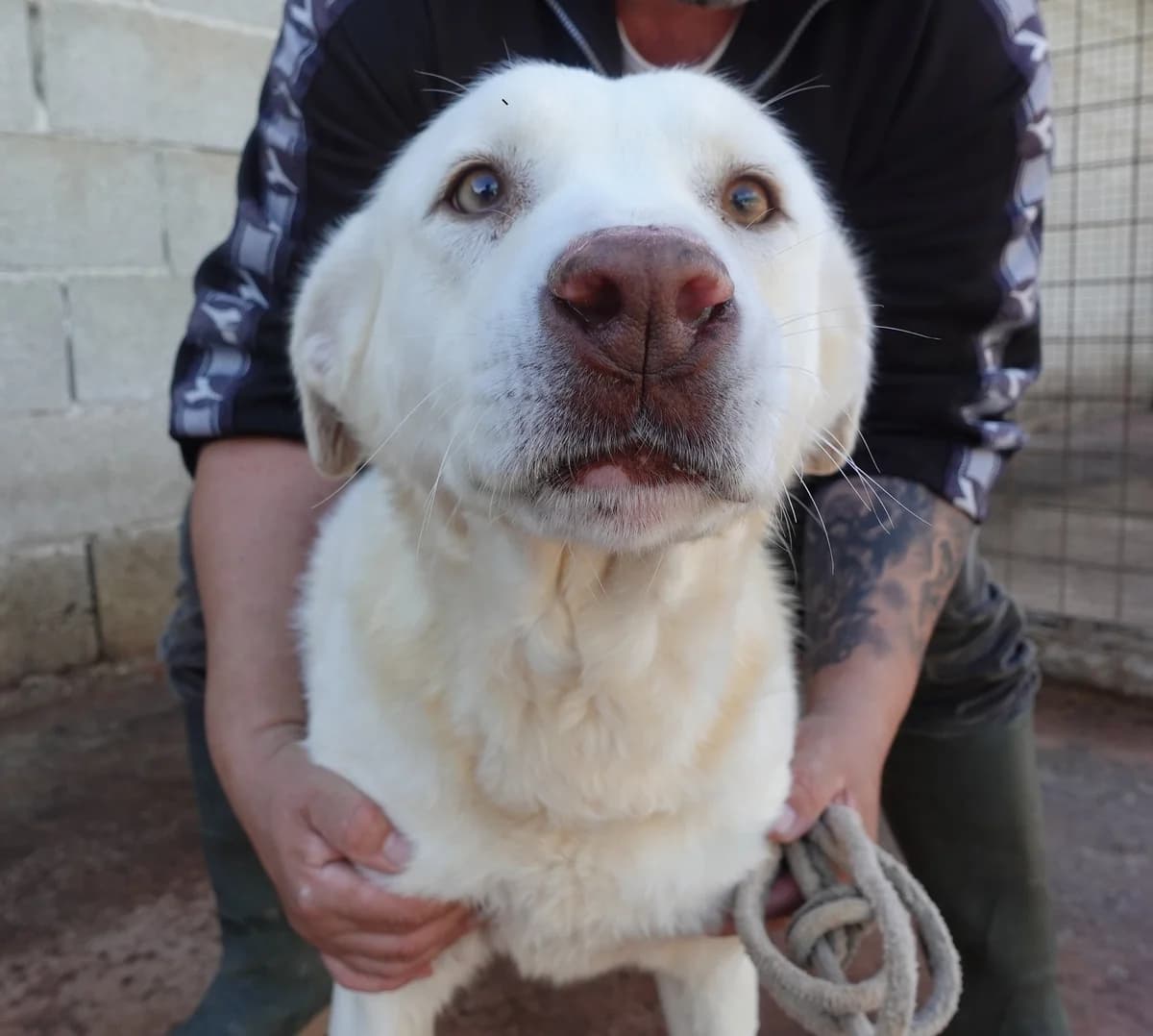 Sunny, female puppy Mixed Breed for adoption at Canile Rifugio Oasi