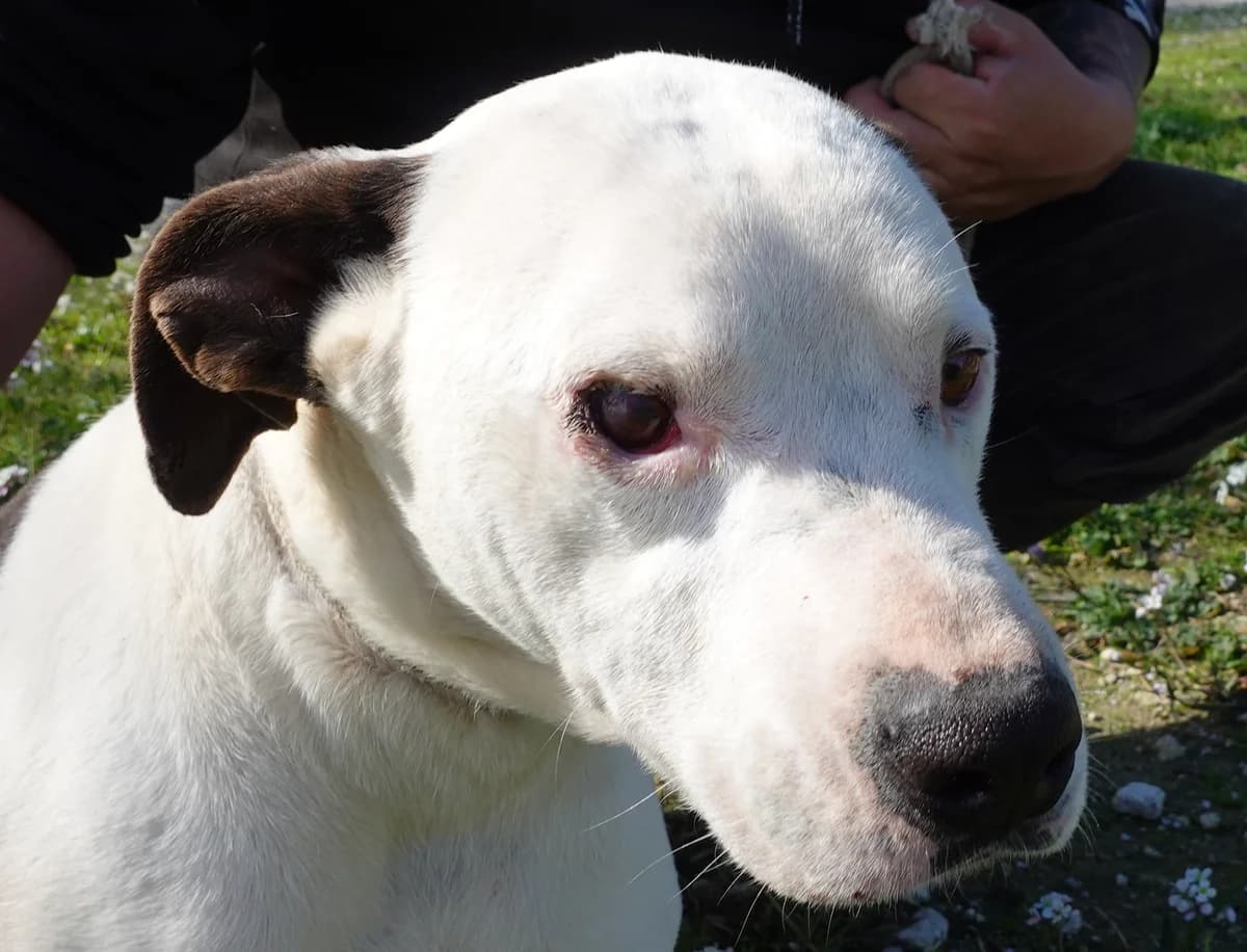 Tania, male puppy Mixed Breed for adoption at Canile Rifugio Oasi